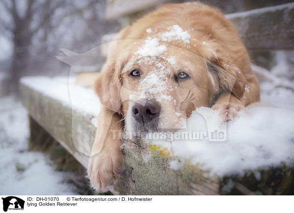 lying Golden Retriever / DH-01070
