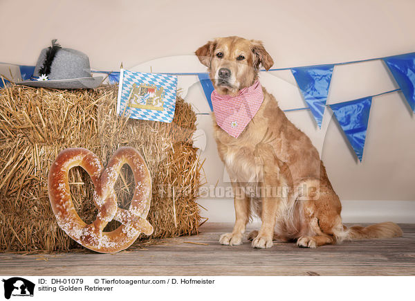 sitzender Golden Retriever / sitting Golden Retriever / DH-01079