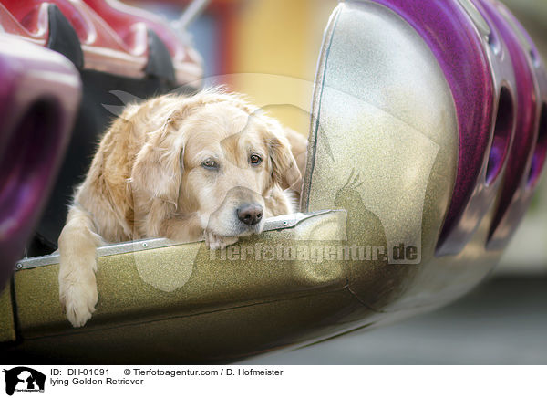 liegender Golden Retriever / lying Golden Retriever / DH-01091
