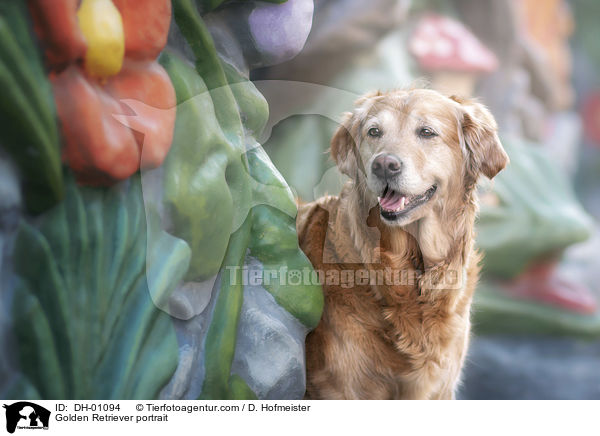 Golden Retriever Portrait / Golden Retriever portrait / DH-01094