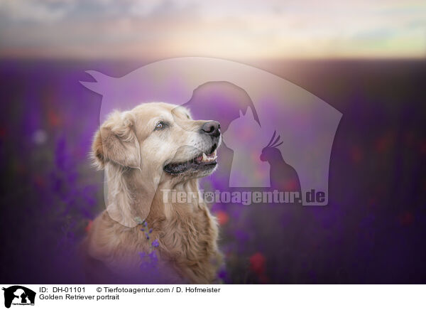 Golden Retriever portrait / DH-01101