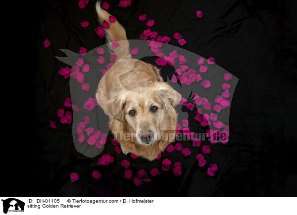 sitzender Golden Retriever / sitting Golden Retriever / DH-01105