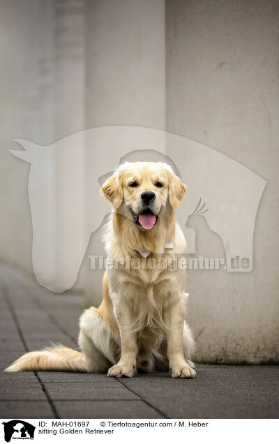 sitzender Golden Retriever / sitting Golden Retriever / MAH-01697
