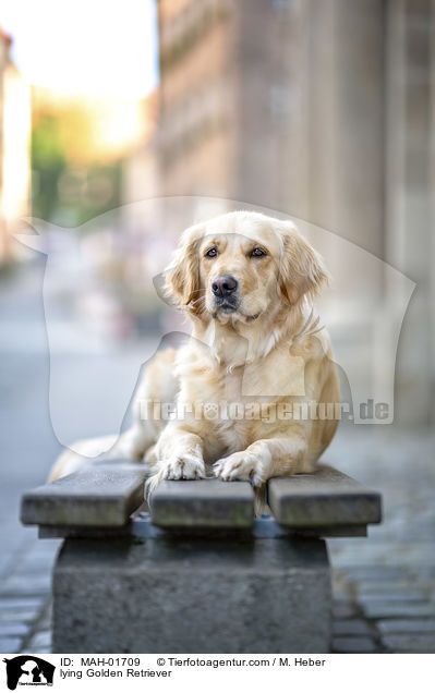 liegender Golden Retriever / lying Golden Retriever / MAH-01709