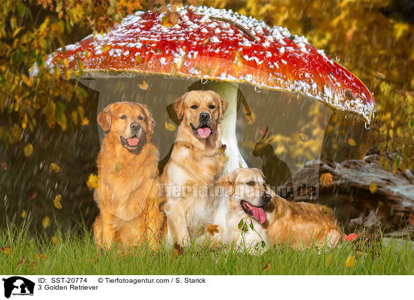3 Golden Retriever / 3 Golden Retriever / SST-20774