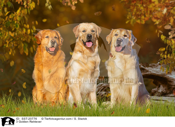 3 Golden Retriever / 3 Golden Retriever / SST-20776