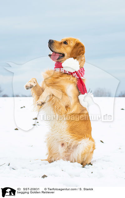 begging Golden Retriever / SST-20831