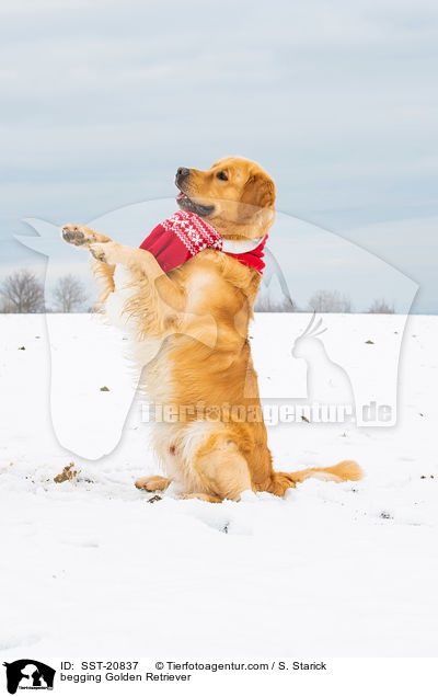 Golden Retriever macht Mnnchen / begging Golden Retriever / SST-20837