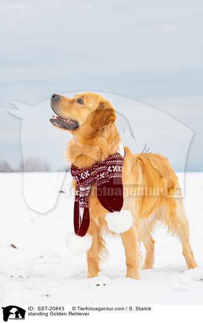 stehender Golden Retriever / standing Golden Retriever / SST-20843