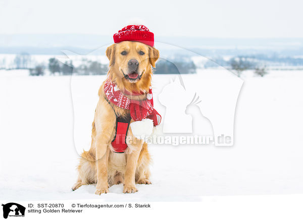 sitzender Golden Retriever / sitting Golden Retriever / SST-20870