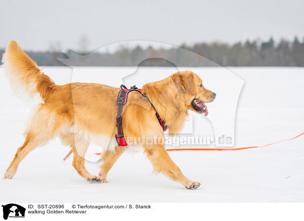 walking Golden Retriever / SST-20896