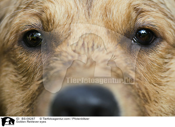 Golden Retriever Augen / Golden Retriever eyes / BS-08287