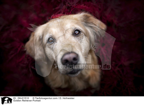 Golden Retriever Portrait / Golden Retriever Portrait / DH-01510