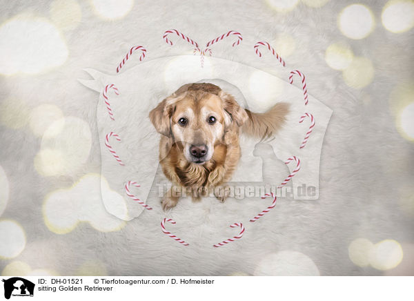 sitzender Golden Retriever / sitting Golden Retriever / DH-01521