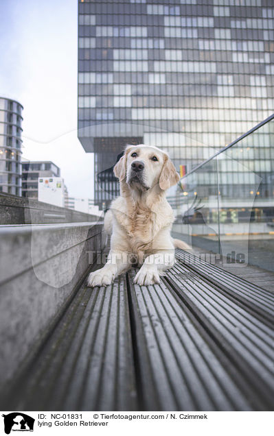 liegender Golden Retriever / lying Golden Retriever / NC-01831
