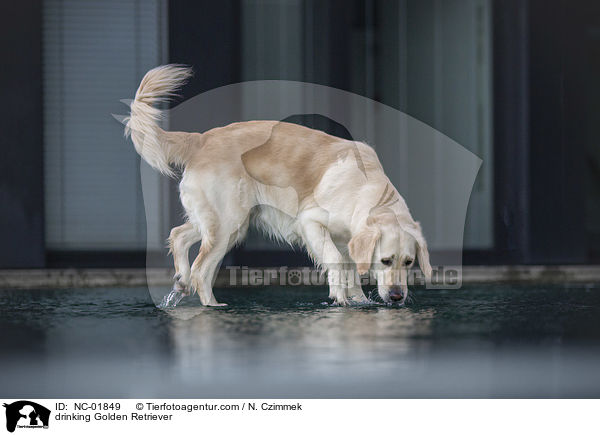 drinking Golden Retriever / NC-01849