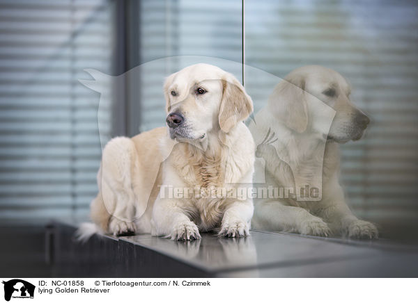 liegender Golden Retriever / lying Golden Retriever / NC-01858