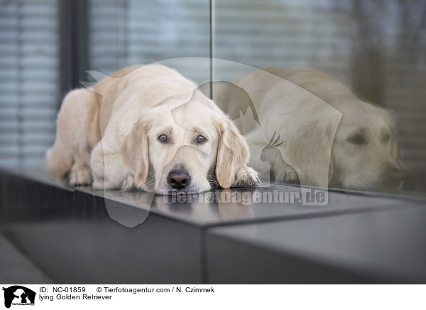 liegender Golden Retriever / lying Golden Retriever / NC-01859