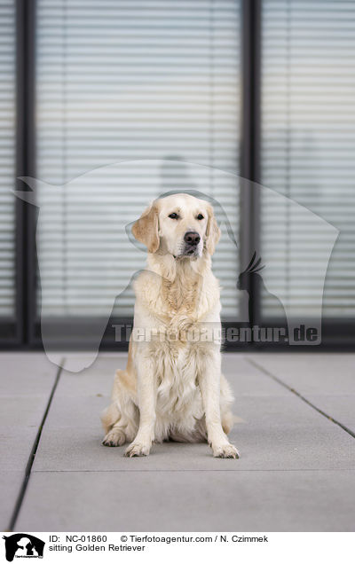 sitzender Golden Retriever / sitting Golden Retriever / NC-01860