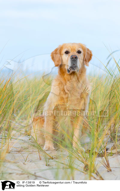 sitzender Golden Retriever / sitting Golden Retriever / IF-13819