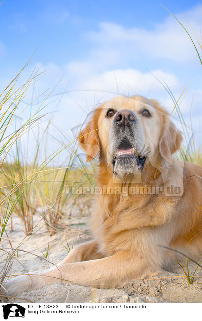 liegender Golden Retriever / lying Golden Retriever / IF-13823