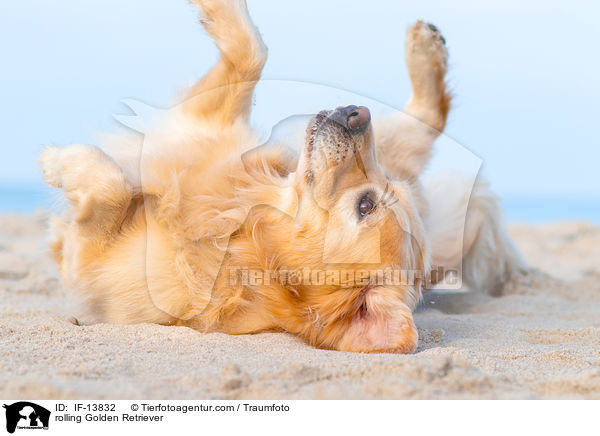 Golden Retriever wlzt sich / rolling Golden Retriever / IF-13832