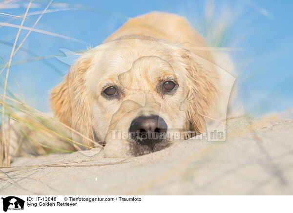 lying Golden Retriever / IF-13848