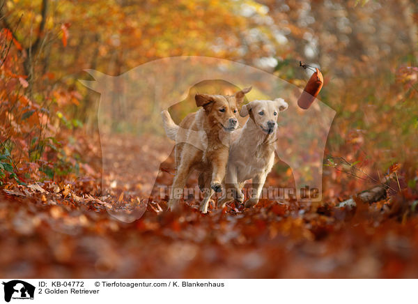 2 Golden Retriever / KB-04772