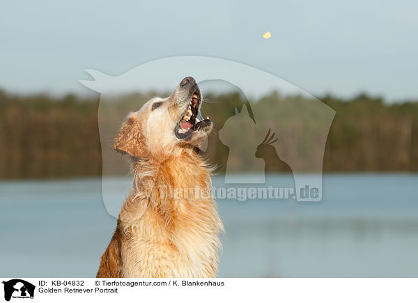 Golden Retriever Portrait / Golden Retriever Portrait / KB-04832