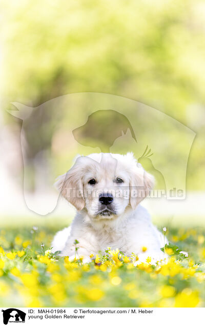 young Golden Retriever / MAH-01984