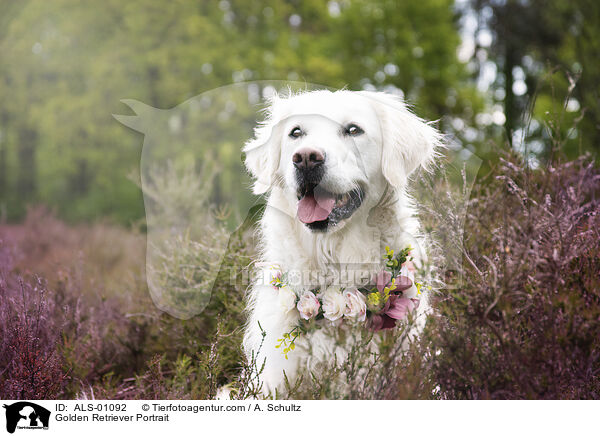 Golden Retriever Portrait / Golden Retriever Portrait / ALS-01092