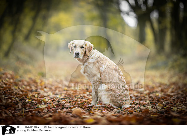 junger Golden Retriever / young Golden Retriever / TBA-01047