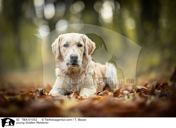 junger Golden Retriever / young Golden Retriever / TBA-01052