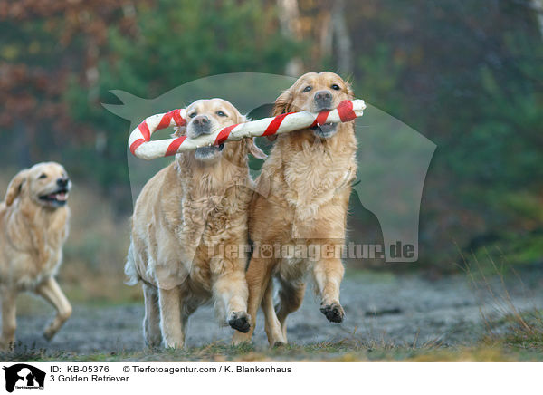 3 Golden Retriever / KB-05376