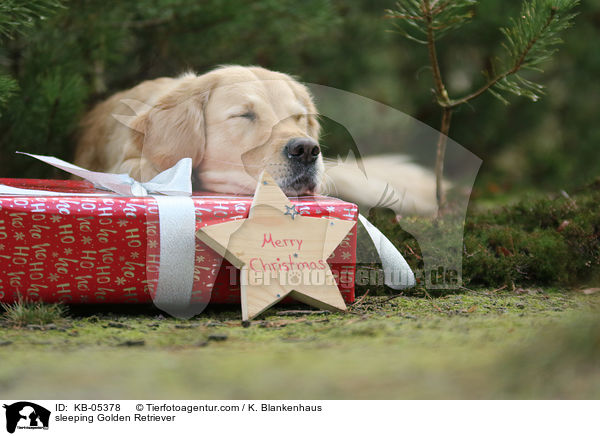 schlafender Golden Retriever / sleeping Golden Retriever / KB-05378