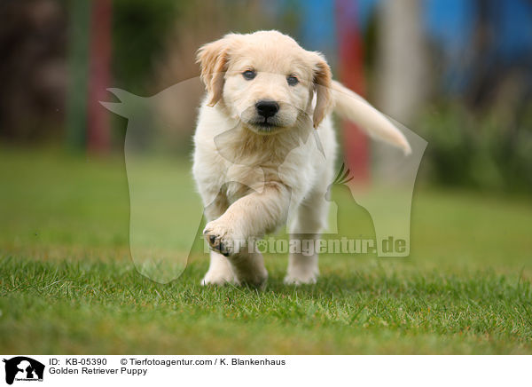 Golden Retriever Puppy / KB-05390