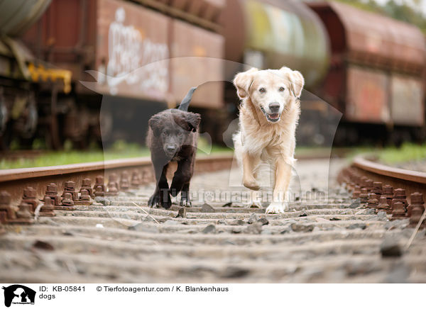 Hunde / dogs / KB-05841