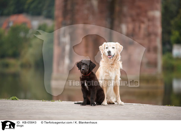 dogs / KB-05843