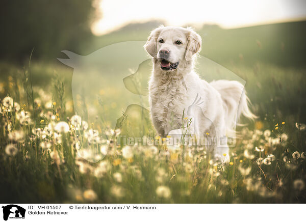 Golden Retriever / Golden Retriever / VH-01507