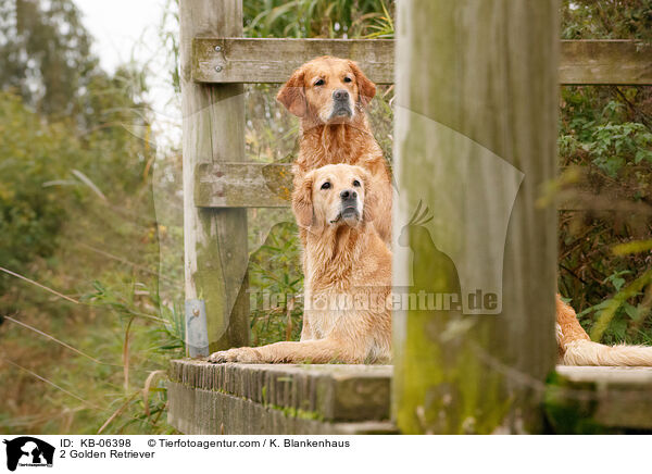 2 Golden Retriever / 2 Golden Retriever / KB-06398