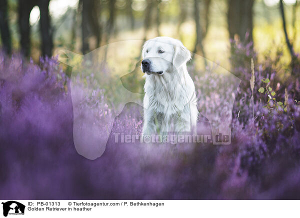 Golden Retriever in der Heide / Golden Retriever in heather / PB-01313