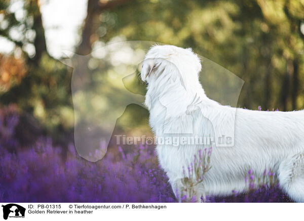 Golden Retriever in der Heide / Golden Retriever in heather / PB-01315