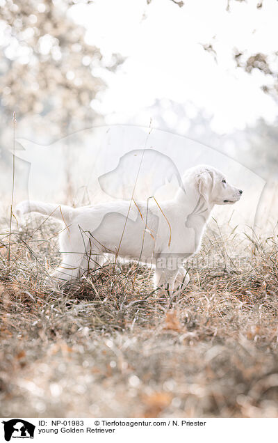 junger Golden Retriever / young Golden Retriever / NP-01983