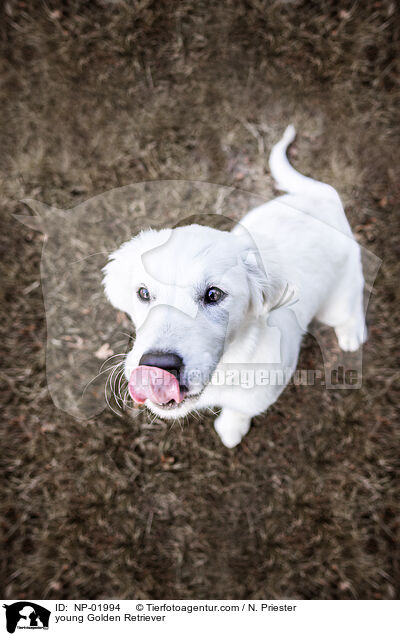 young Golden Retriever / NP-01994