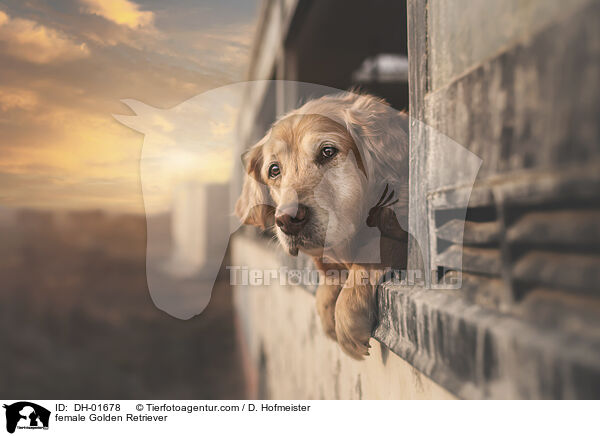 female Golden Retriever / DH-01678