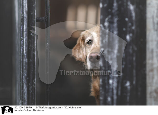 female Golden Retriever / DH-01679