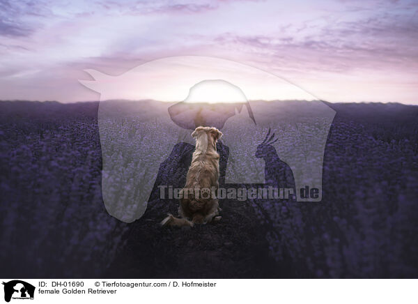 female Golden Retriever / DH-01690