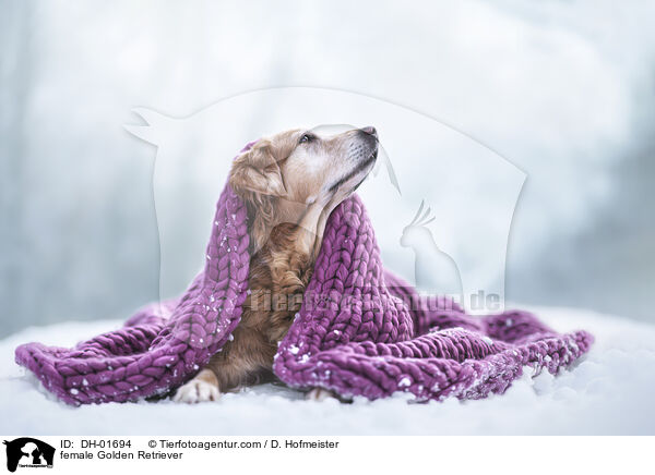 Golden Retriever Hndin / female Golden Retriever / DH-01694