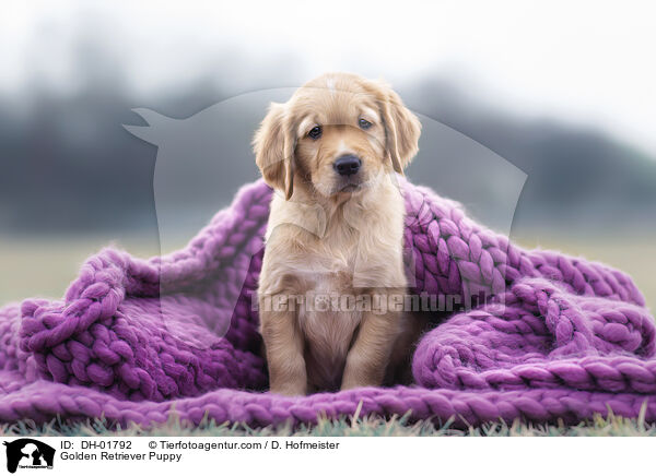 Golden Retriever Welpe / Golden Retriever Puppy / DH-01792