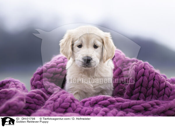 Golden Retriever Welpe / Golden Retriever Puppy / DH-01798